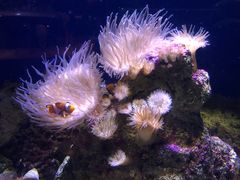 -悉尼海洋生物水族馆