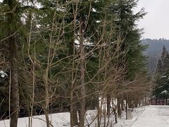 -武陵山森林公园