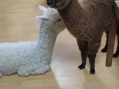 -猫色咖啡·猫咖