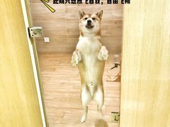 -Double Rui宠物酒店