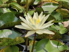 -陈家山荷花公园