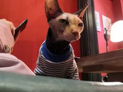 -猫色咖啡·猫咖
