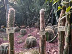 -呀路古热带植物园