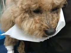 -瑞派·关忠动物医院·猫专科·犬专科(三环新城店)