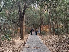-紫金山山顶公园