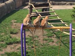 -大连森林动物园