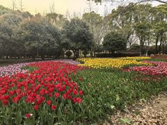 -上海鲜花港