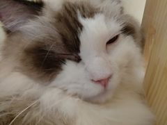 -猫和宫(六道口店)
