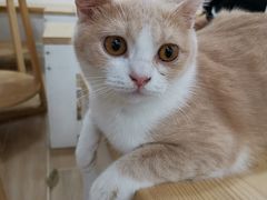 -李小姐の猫咖啡馆(五角场店)