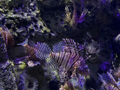 -太平洋海底世界