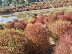 -春花秋色城市公园