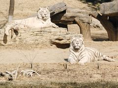 -北京野生动物园