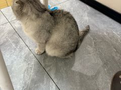 -美联众合爱康动物医院•复杂内科•肿瘤科•牙科•腔镜诊疗中心