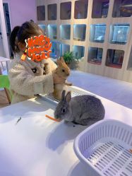 -Moni星球萌宠·小马宝莉·灵蛇·高端高阶全萌宠互动体验俱乐部(红豆国际广场店)