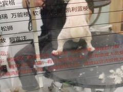 -中农大我爱我爱动物医院·核磁CT·猫病·24小时夜诊中心(石佛营店)