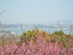 -香雪海