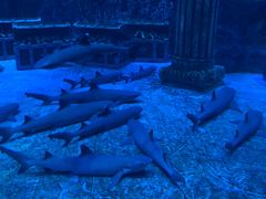 -芜湖新华联大白鲸海洋公园