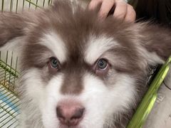 -Let's go狗咖·猫咖·奶狗·桌游(春熙路IFS店)