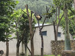 -卧龙中华大熊猫苑神树坪基地