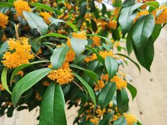 -润和祥小砵头甜酒酿