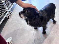 -伟伟宠物医院·CT影像中心·瑞派犬猫综合性门诊(汉口总院)