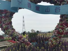 -紫颐香薰山谷景区