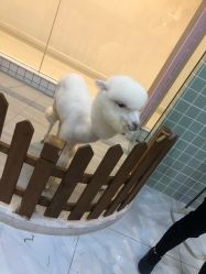 -Moni星球萌宠·小马宝莉·灵蛇·高端高阶全萌宠互动体验俱乐部(红豆国际广场店)