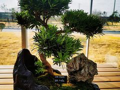 -龙大花卉苗木市场