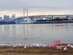 -台场海滨公园船码头