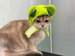 -爱洗澡的猫(望京店)