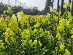 -观澜湖生态运动公社
