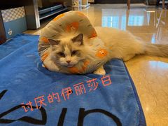 -爱侣宠医·鹦鹉专科·小型哺乳类·异宠专科(灵石路店)