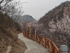 -大岭沟猕猴桃谷风景区