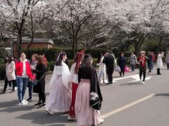 -武汉大学-樱园