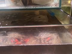 -樱之盛宴·蟹料理海鲜自助(前进大街店)