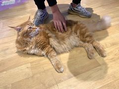 -藏猫猫咖啡主题馆(中央大道店)