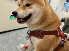-美联众合爱康动物医院•复杂内科•肿瘤科•牙科•腔镜诊疗中心