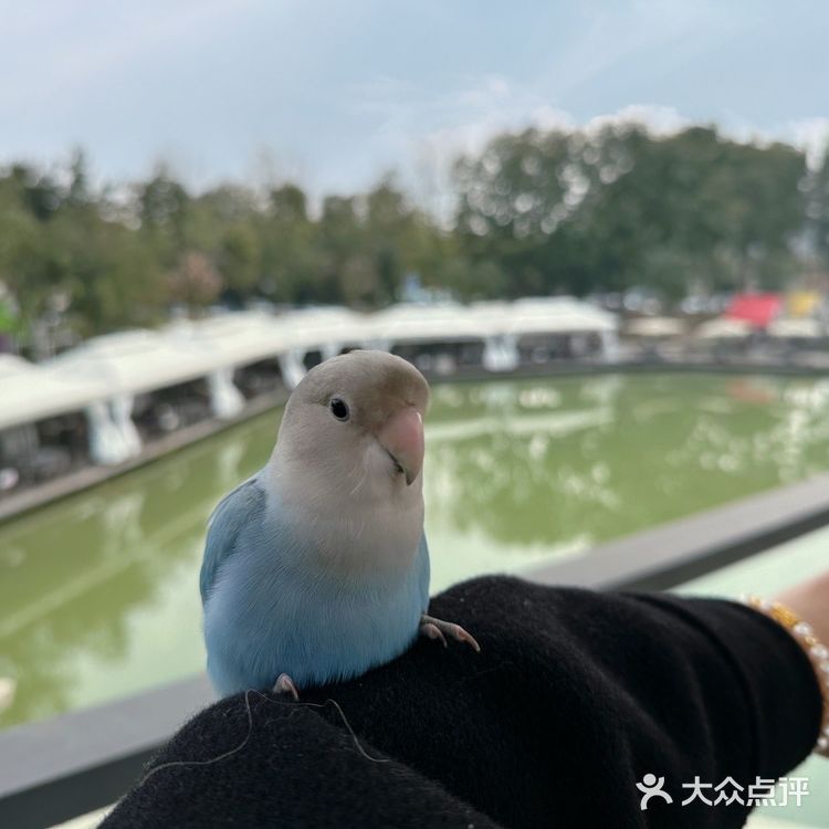 🌹……浪漫玫瑰主题火锅，小仙女们别错过哦