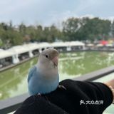 🌹……浪漫玫瑰主题火锅，小仙女们别错过哦