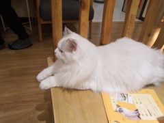 -滚猫咖啡·猫咖·猫友好撸猫(未来城店)