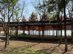 -上海海湾国家森林公园