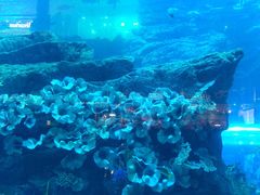 -迪拜水族馆及水下动物园