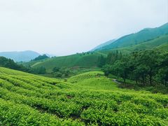-白茶原·一片叶子