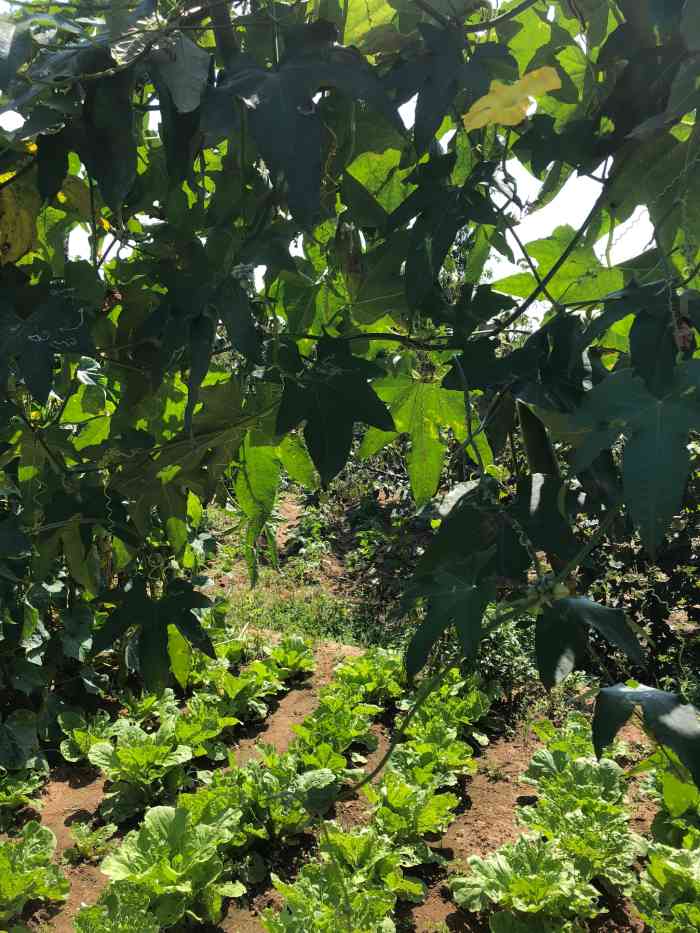 春华秋实采摘园-"没想到这里还真有这个采摘园,去年秋天去过.