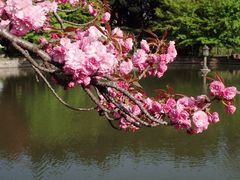 -嘉定紫藤园