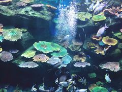 -暹罗海洋世界