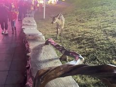 -大连森林动物园