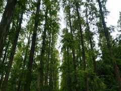 -东平国家森林公园