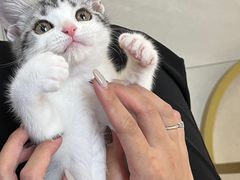 -lincat·猫舍(广州店)