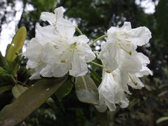 -南山植物园